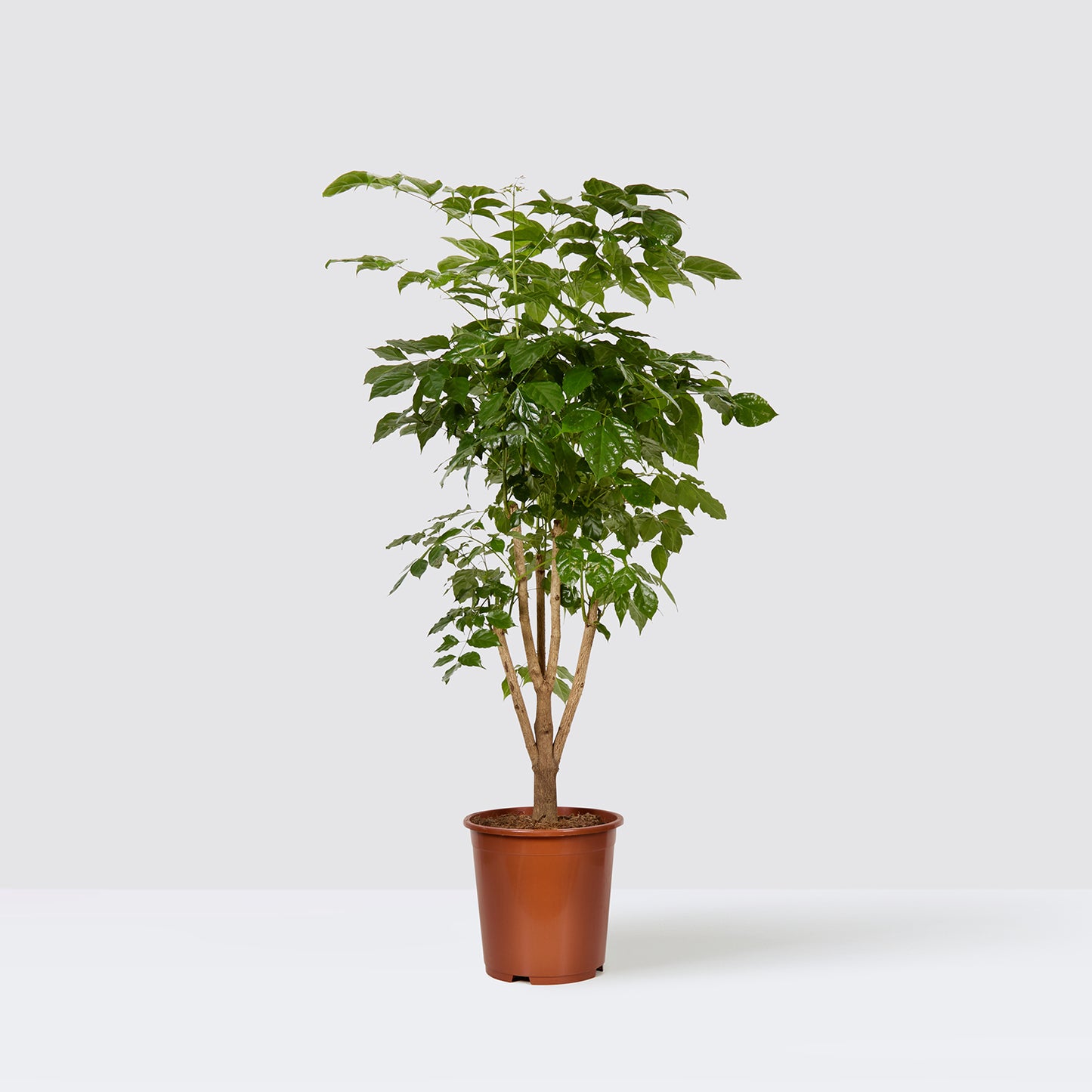 pot