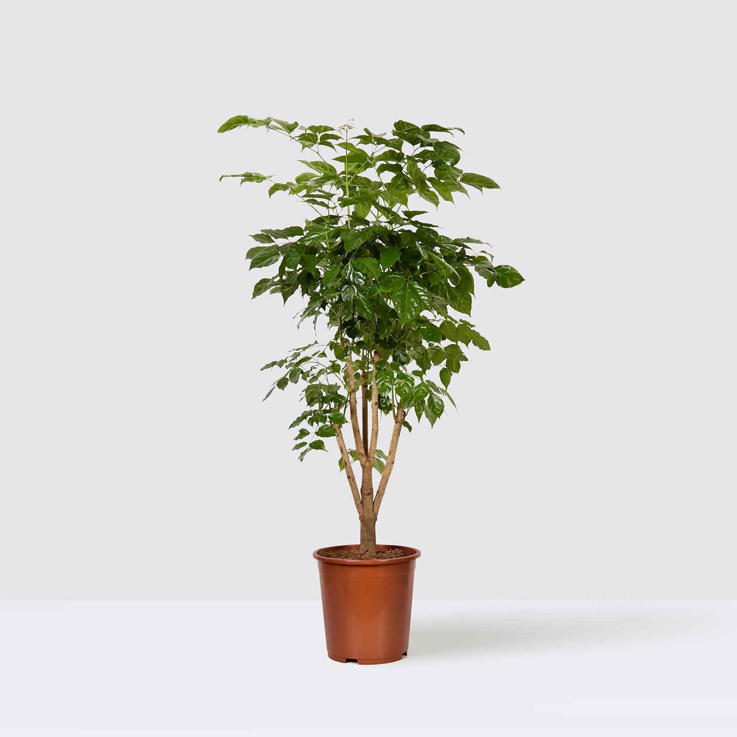 pot