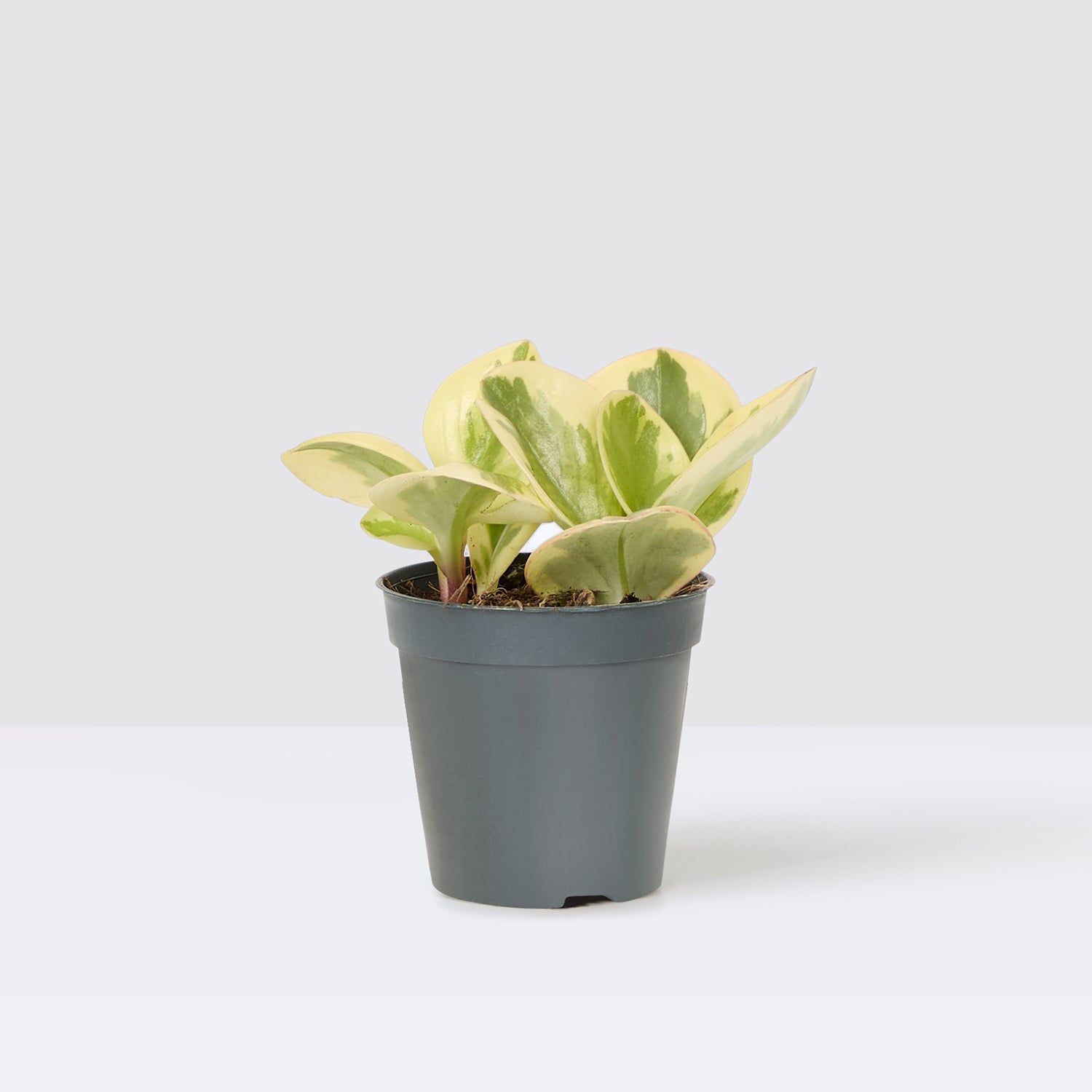 pot