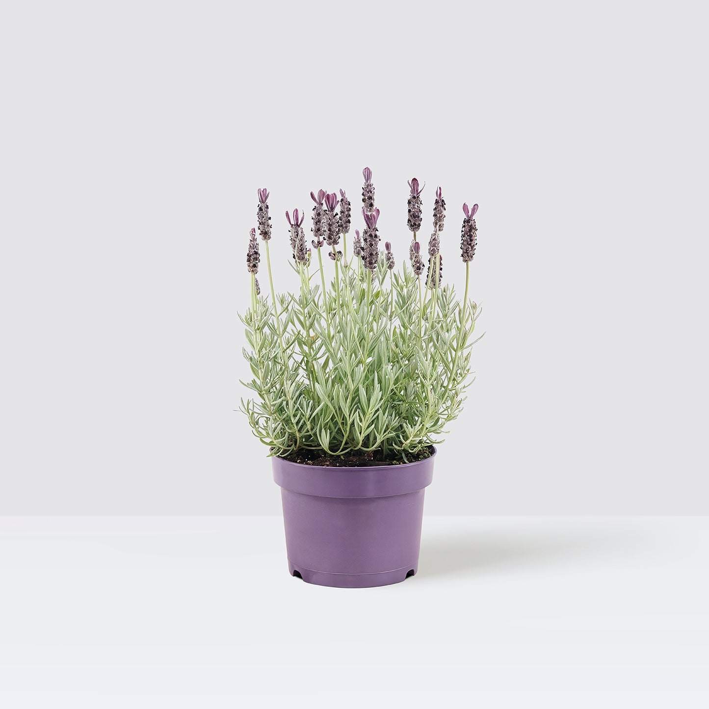 4 lavender
