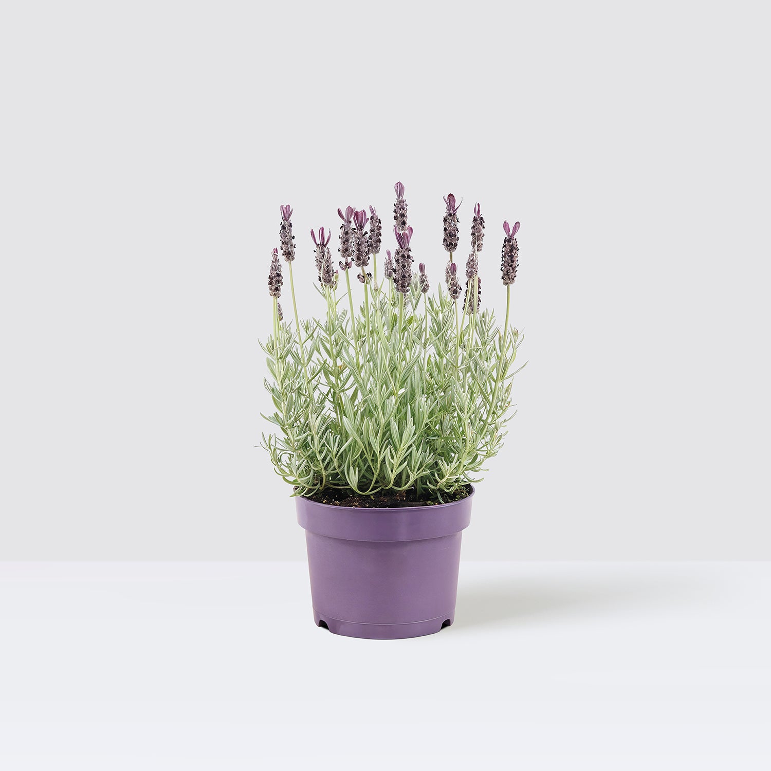 4 lavender