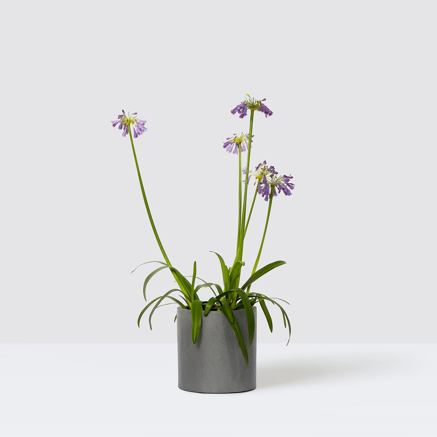 Agapanthus 'Poppin purple' | Patch