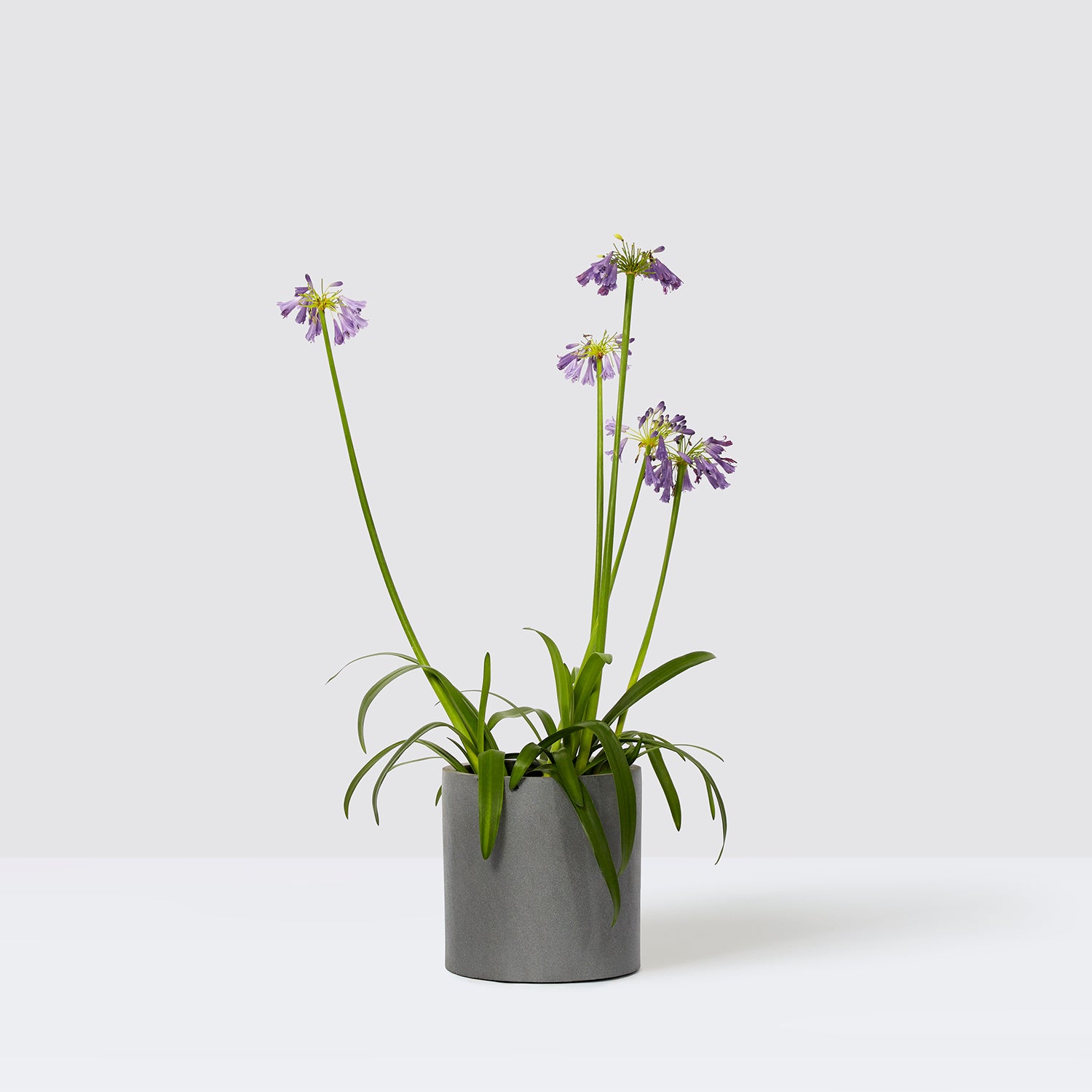 Agapanthus 'Poppin purple' | Patch