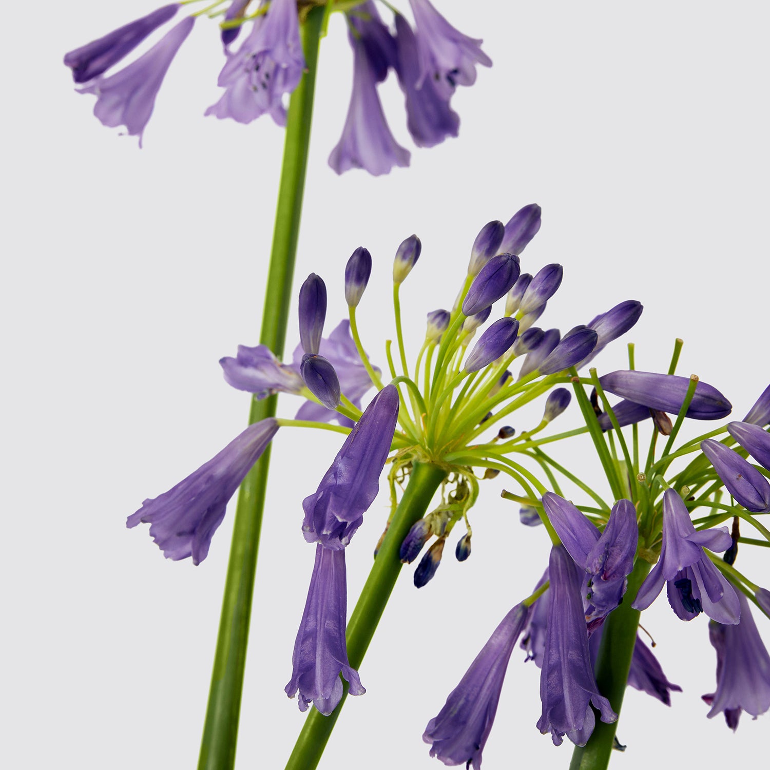 Agapanthus 'Poppin purple' | Patch