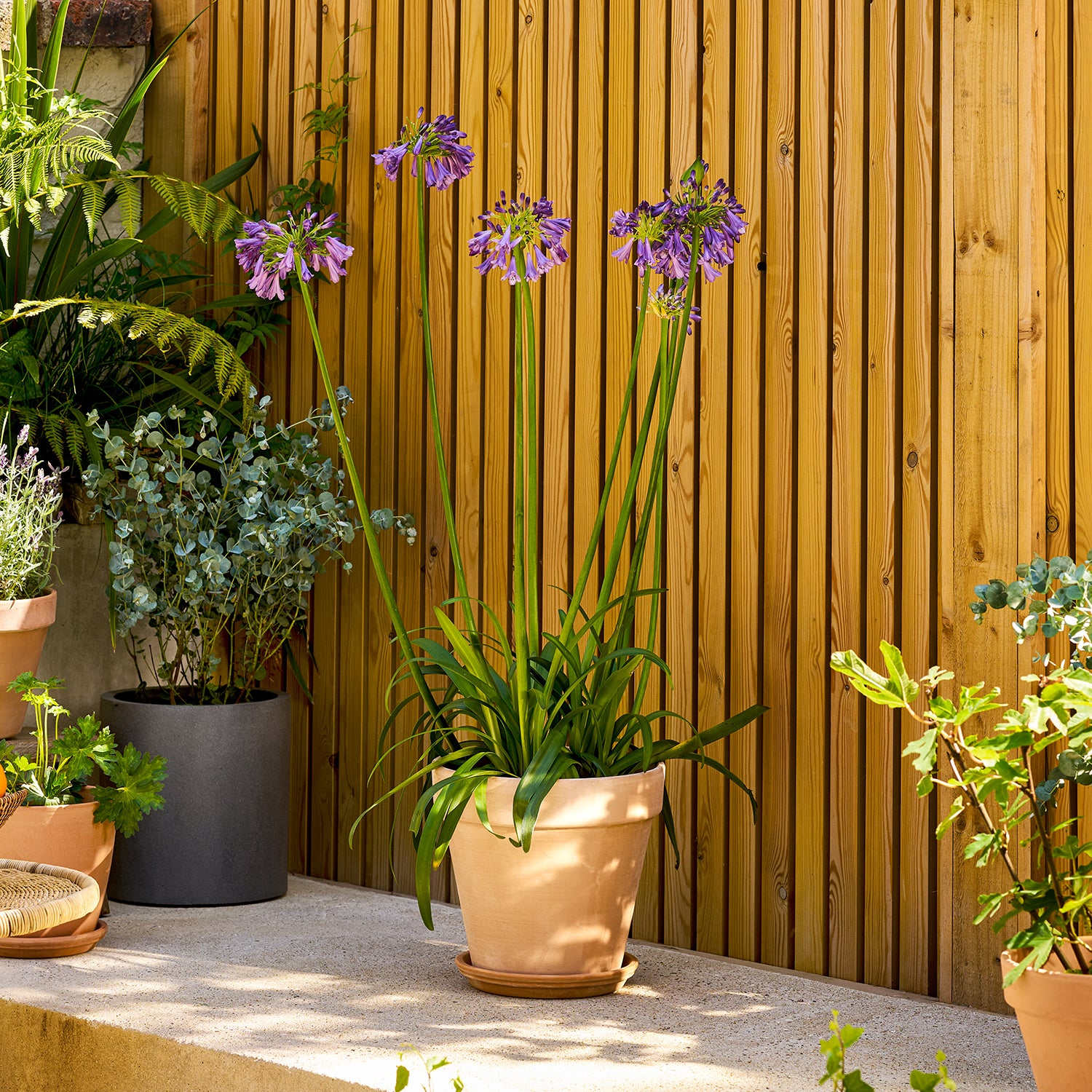 Agapanthus 'Poppin purple' | Patch