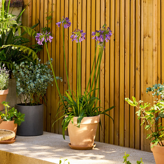 Agapanthus 'Poppin purple' | Patch