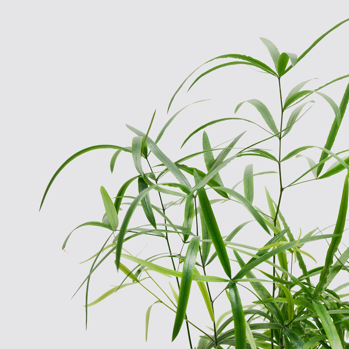 Asparagus falcatus | Patch Plants