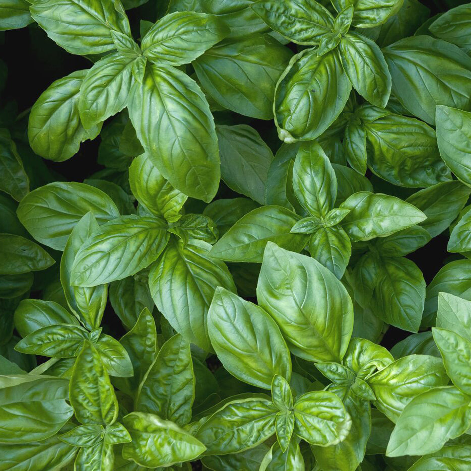 Herboo cocktail seed set | Patch Plants