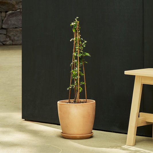 Clematis - Avalanche | Patch Plants