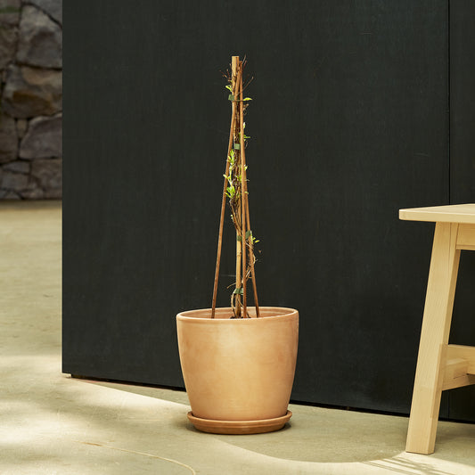 Clematis - Multi Pink | Patch Plants 