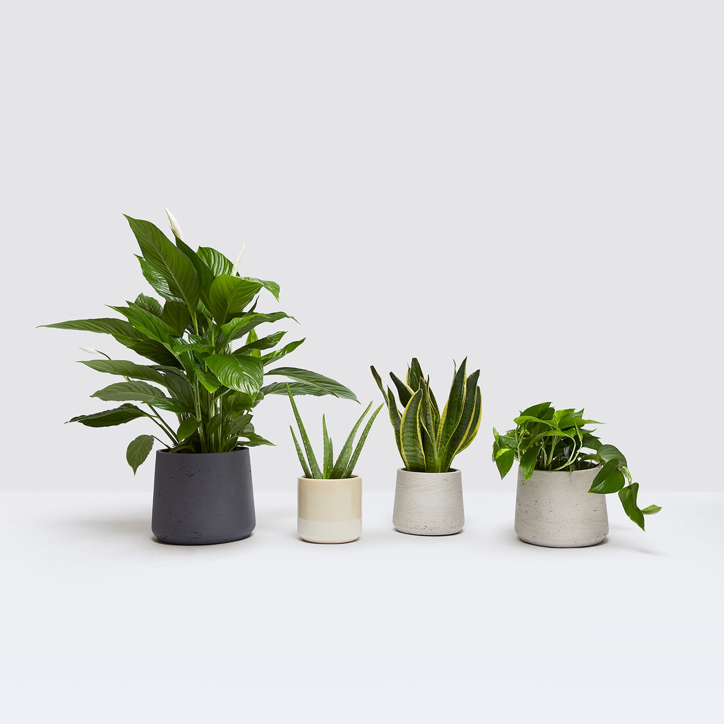 Bedroom plants bundle