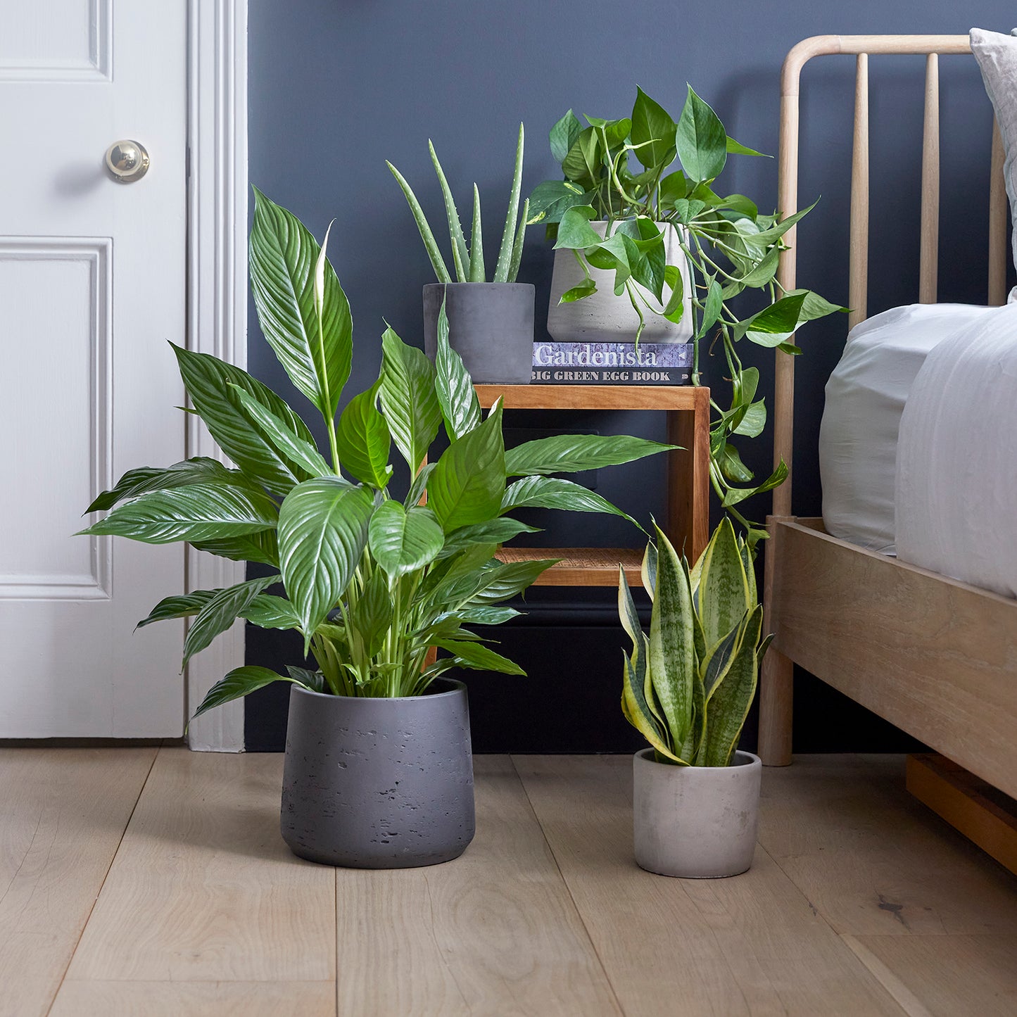 Bedroom plants bundle