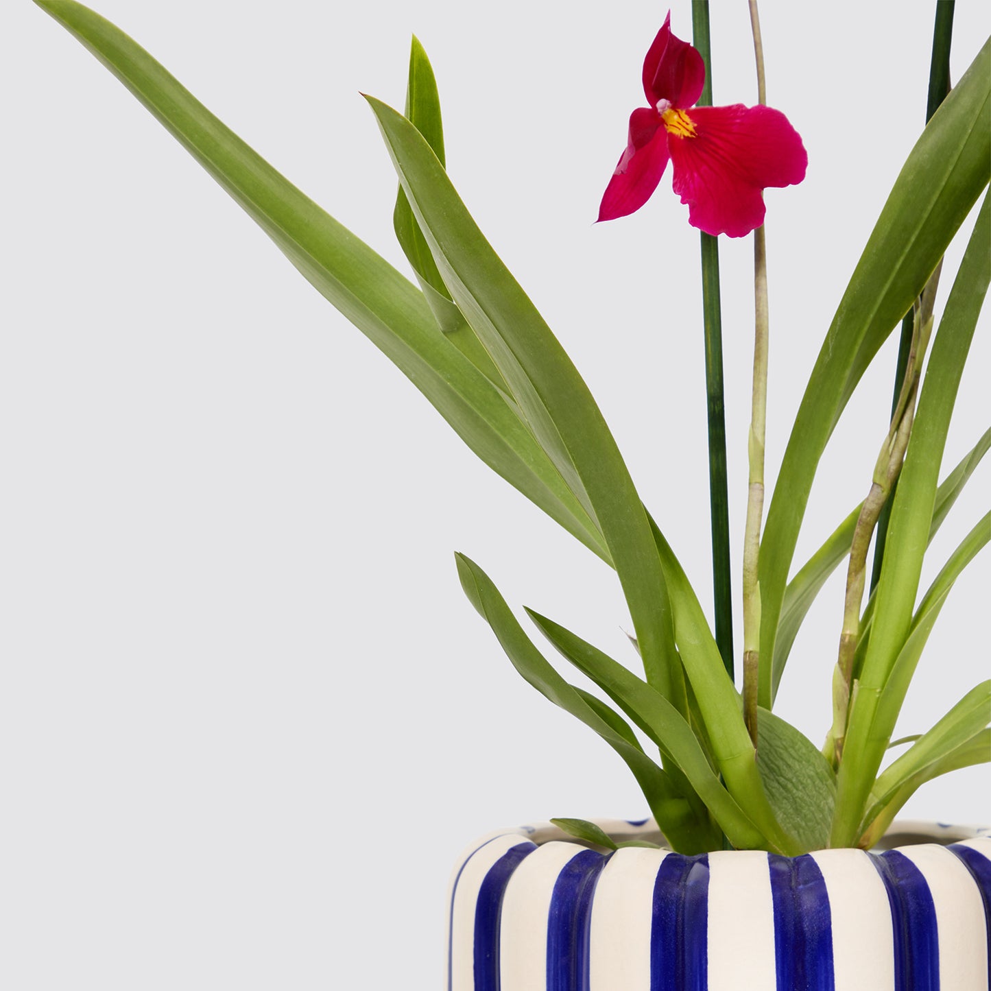 Lena and Striped pot
