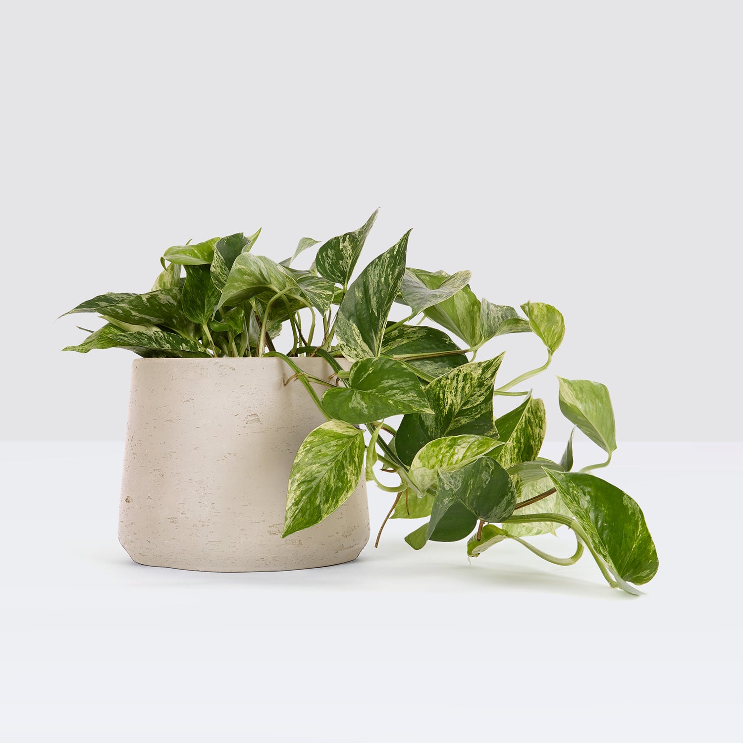 lizzie pot