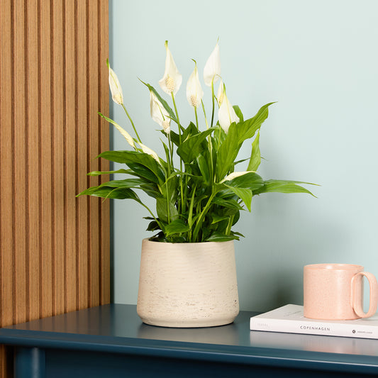 pippa pot