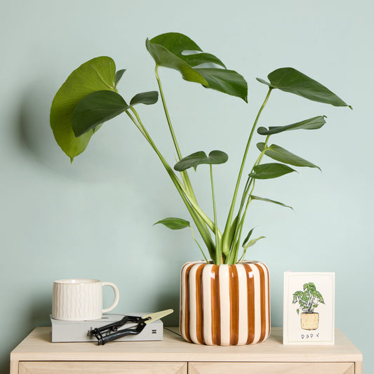 Chaz, Brown Striped pot & secateurs