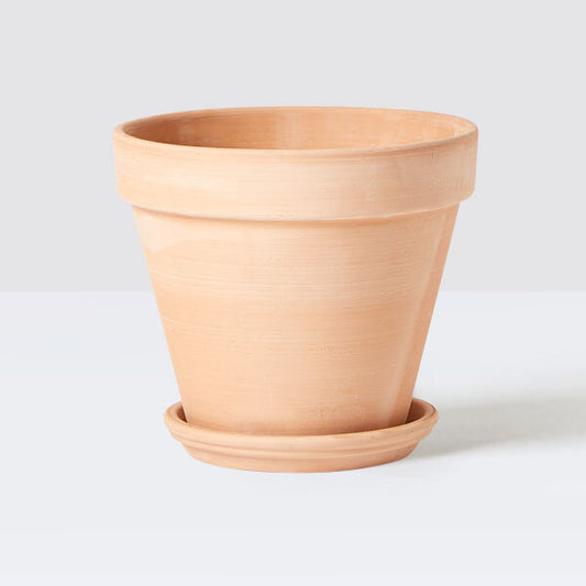 Ollie Set | Patch Plants