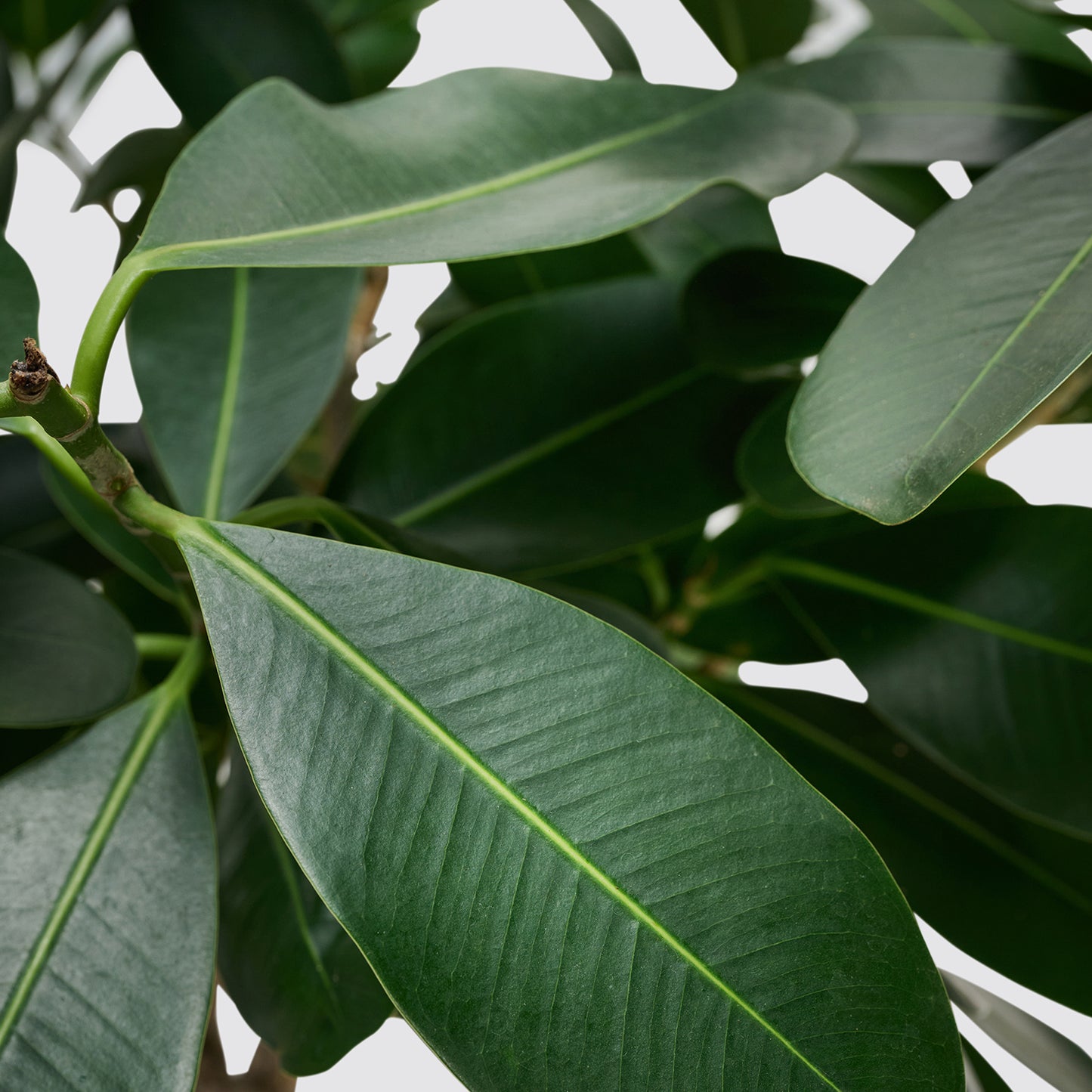 Ficus microcarpa 'Smile' | Patch Plants