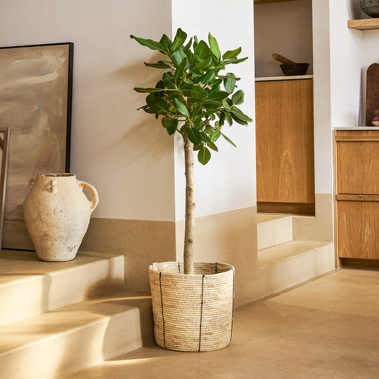 Ficus benghalensis 'Audrey' | Patch Plants