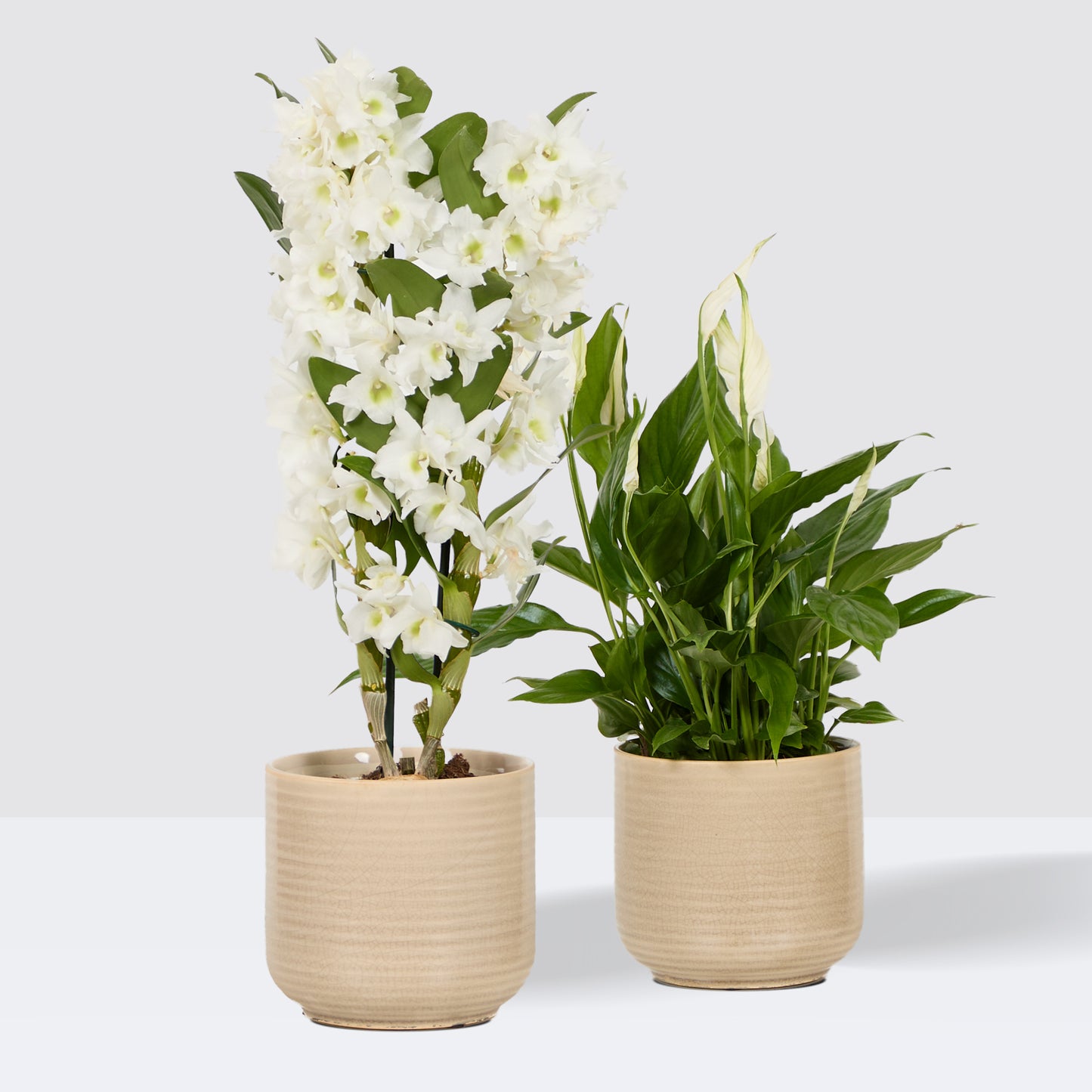 Flowering duo