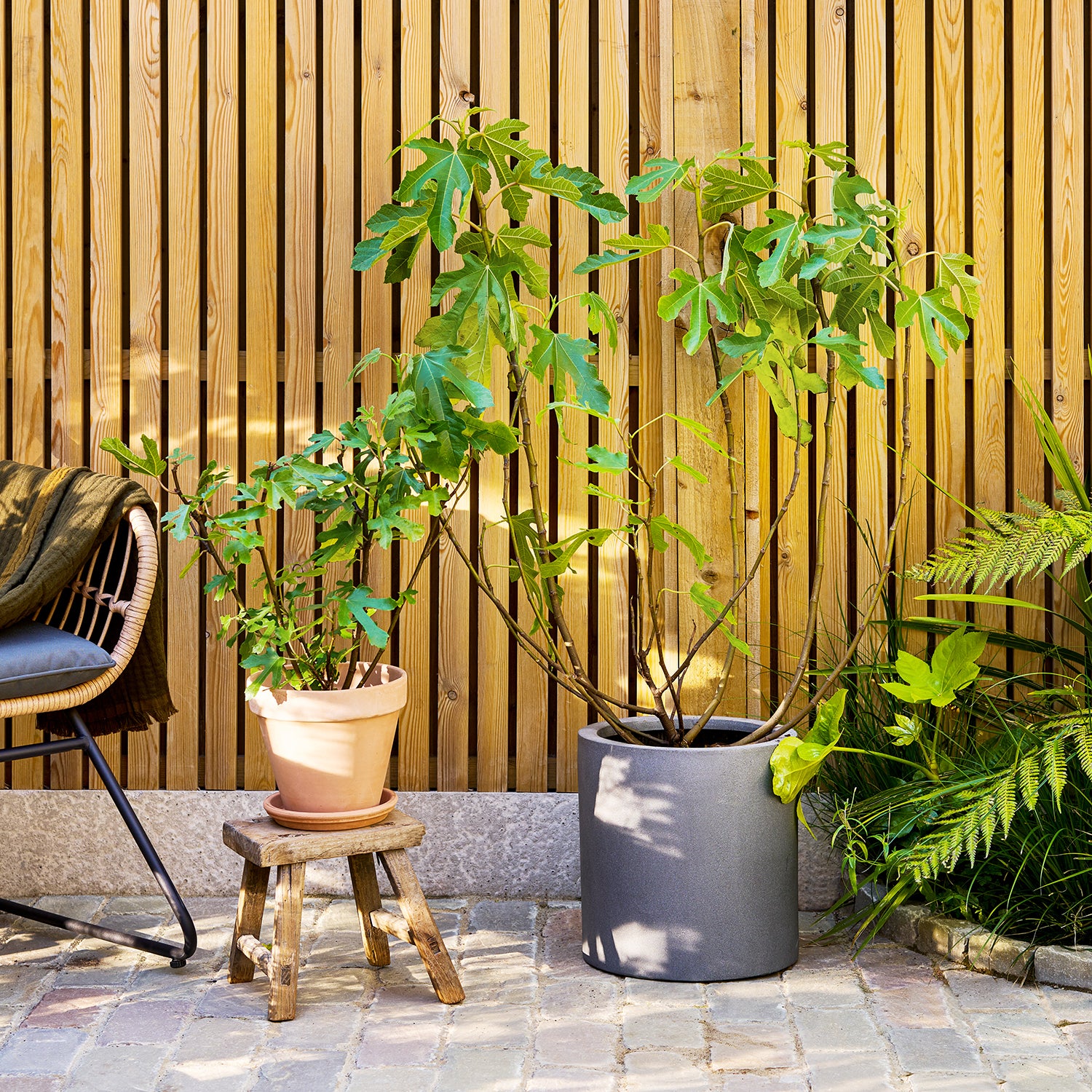 Ficus carica ‘Little Miss Figgy’ | Patch