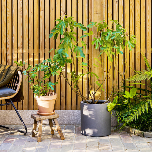 Ficus carica ‘Little Miss Figgy’ | Patch