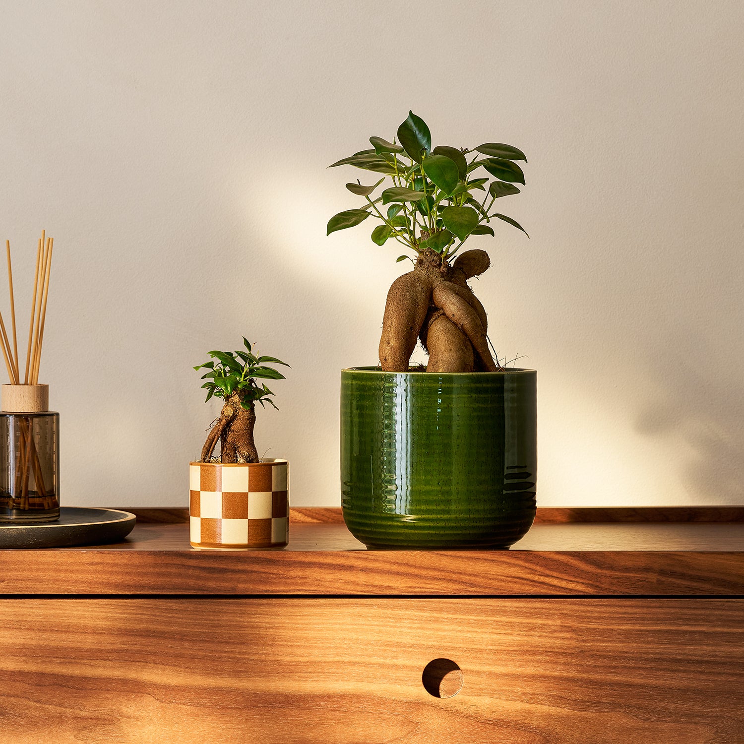 Ficus ginseng