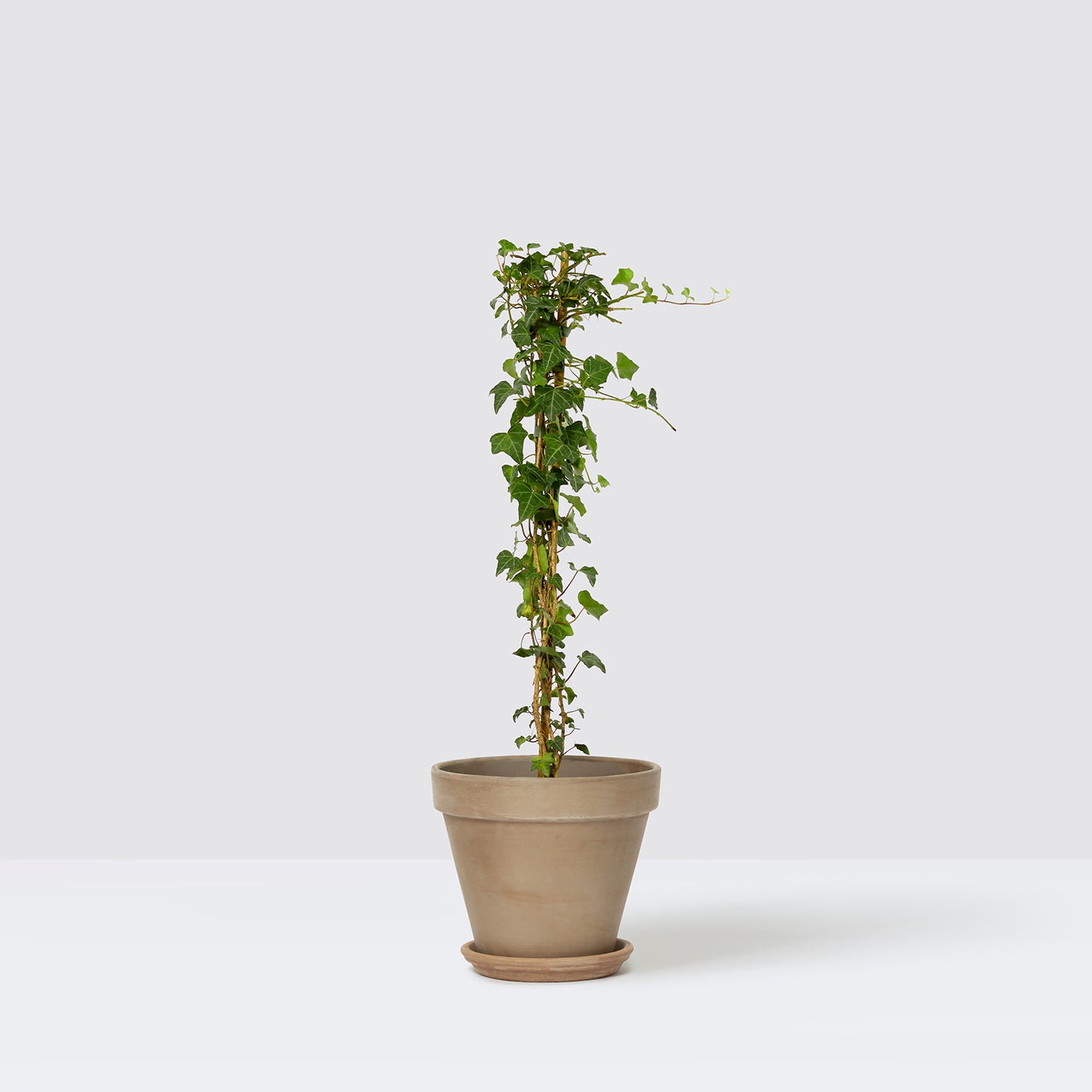 Ivy