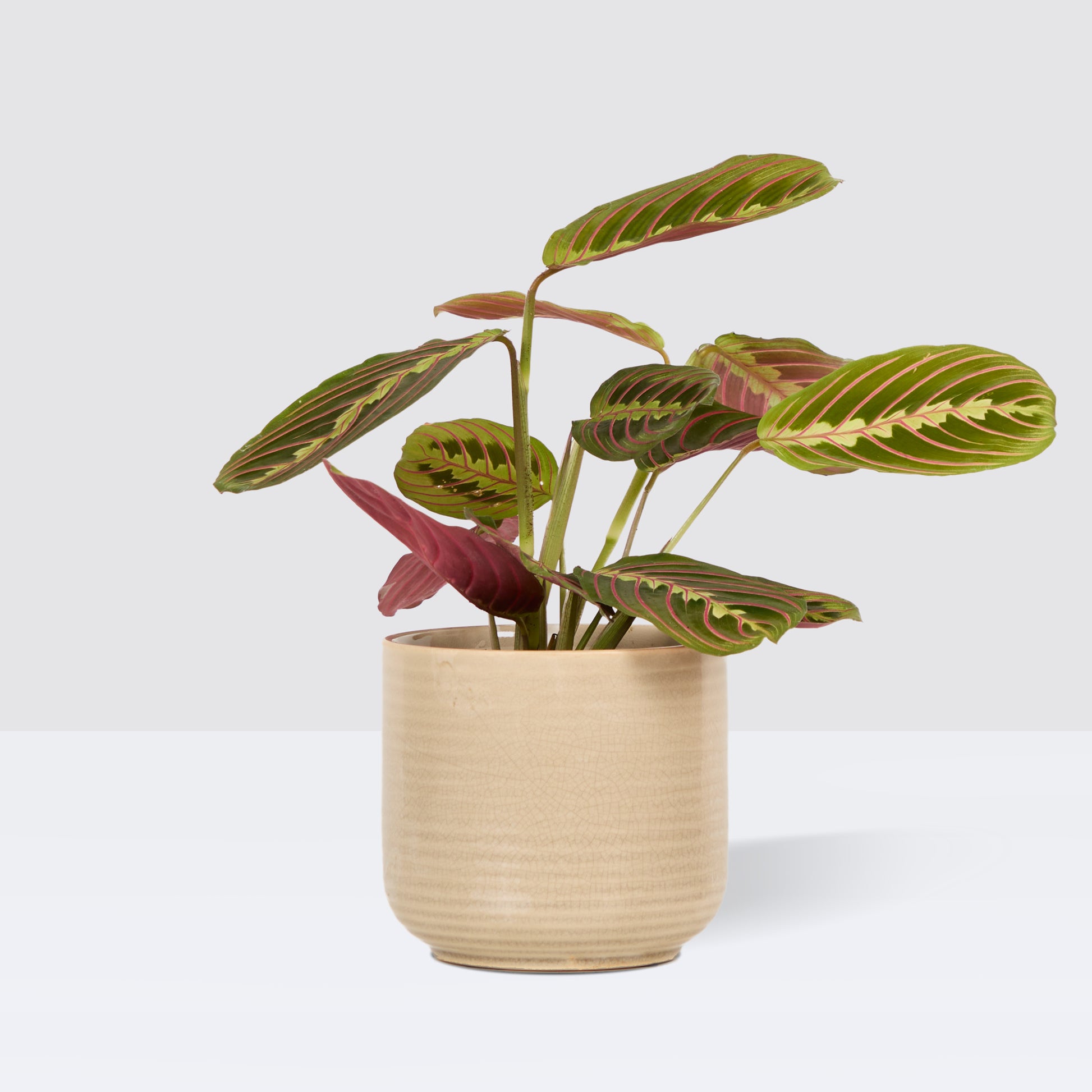 janepot