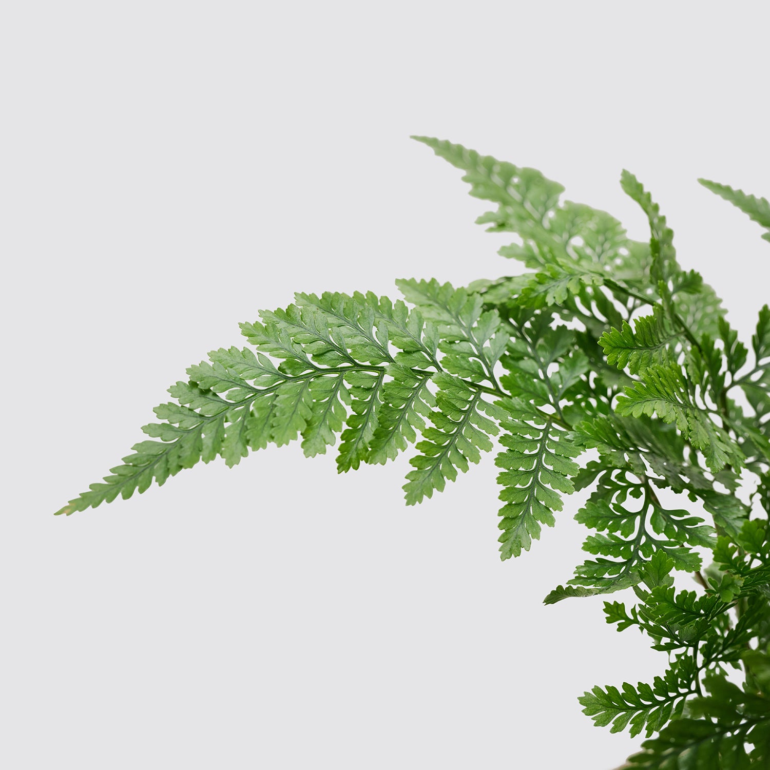 White rabbits foot fern | Patch Plants