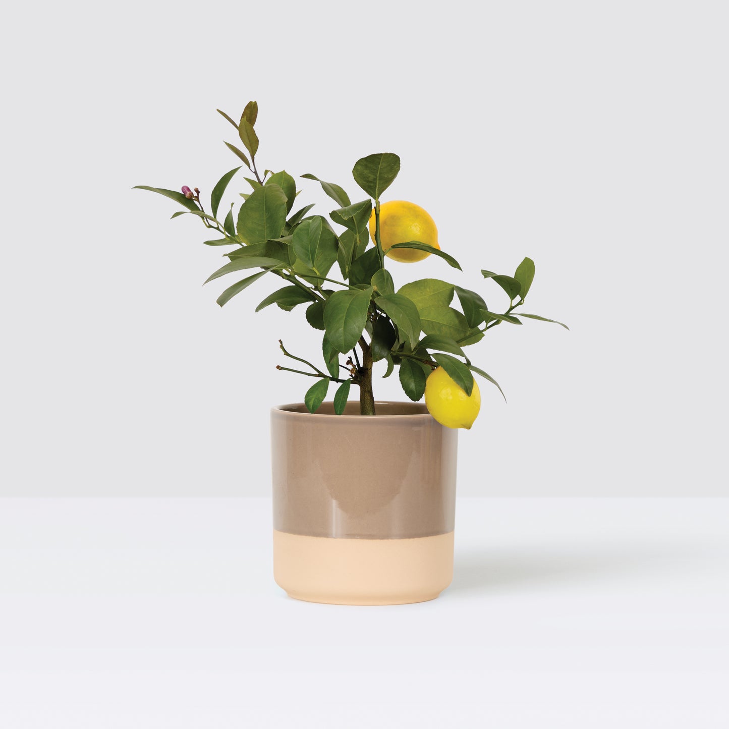 Vivi & Mushroom Dipped tumbler pot