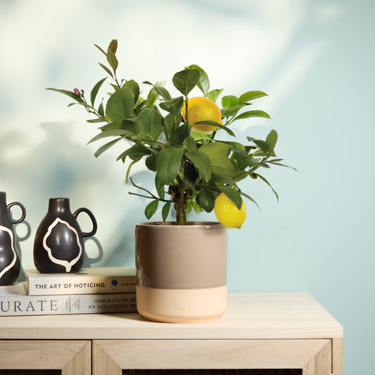 Vivi & Mushroom Dipped tumbler pot