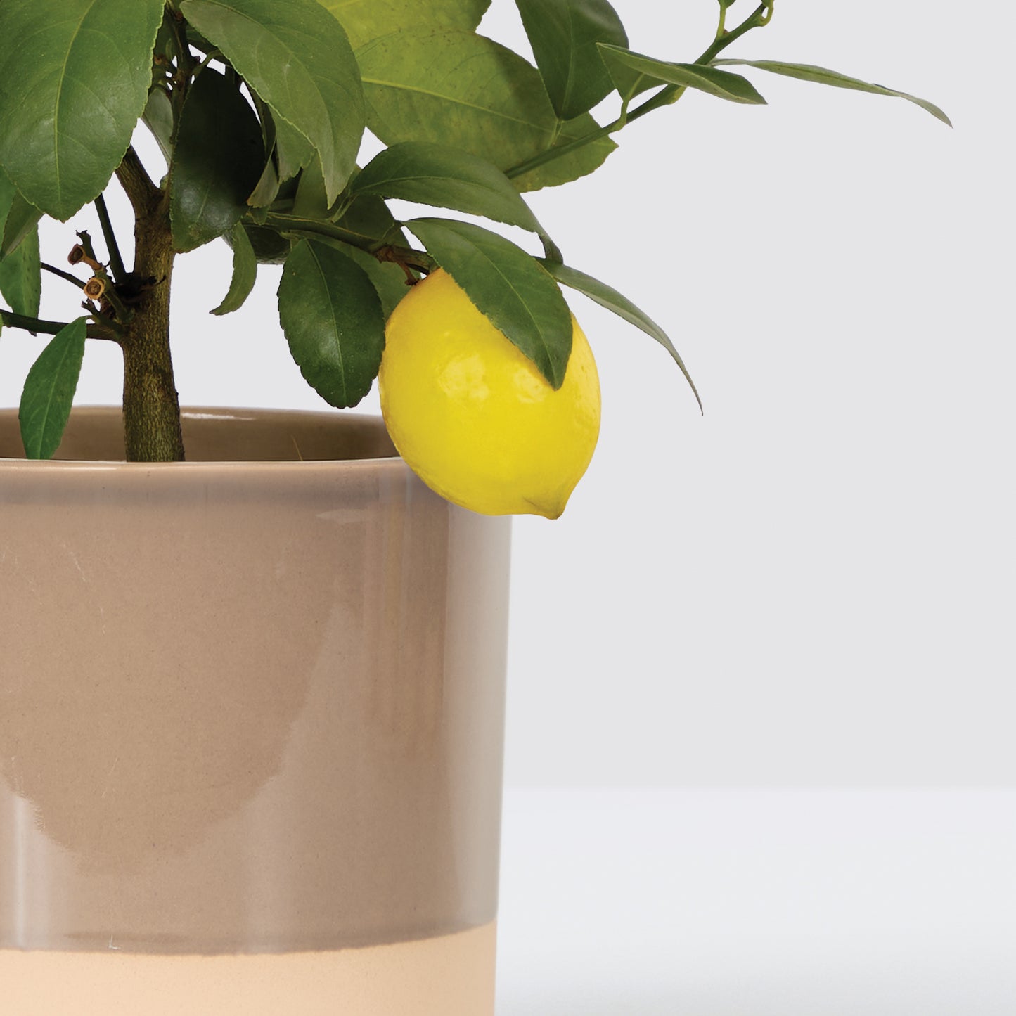 Vivi & Mushroom Dipped tumbler pot
