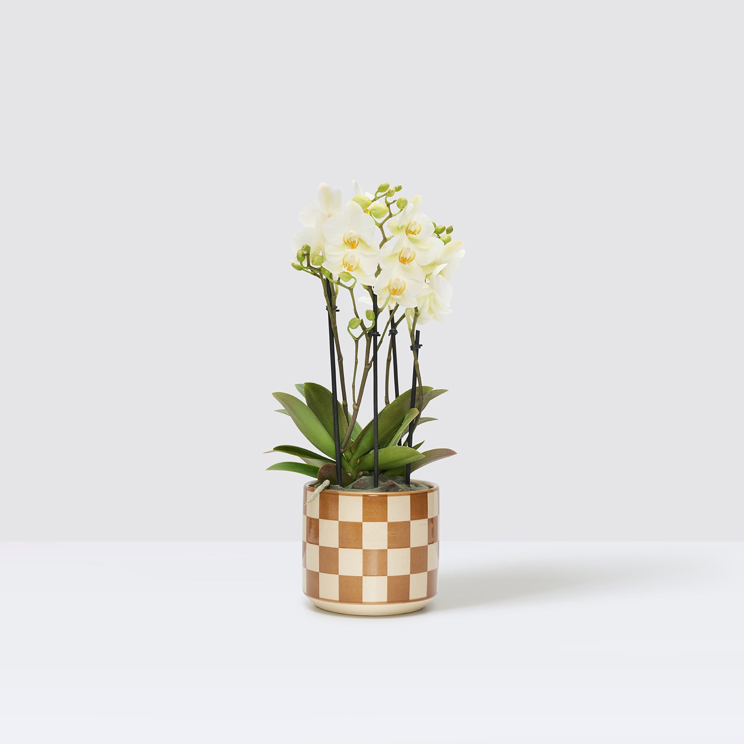 Orchid white | Patch Plants