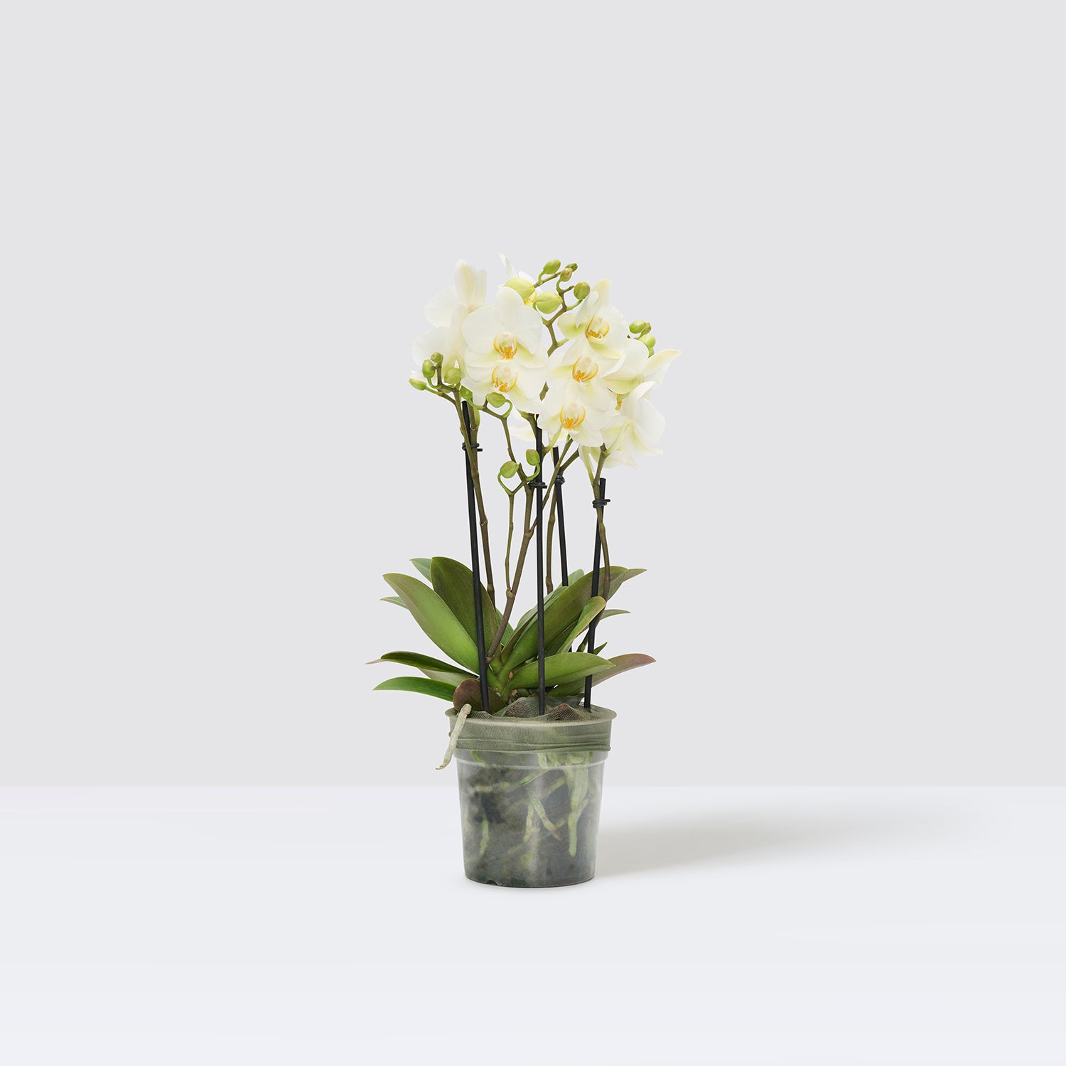 Orchid white | Patch Plants