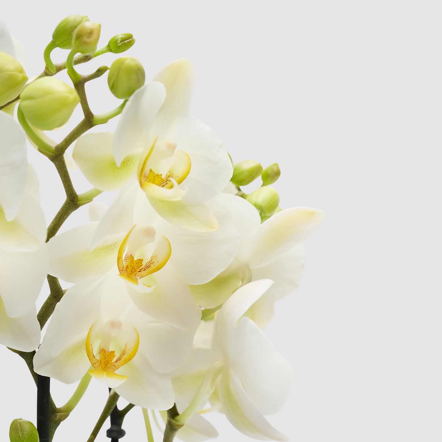 Orchid white | Patch Plants