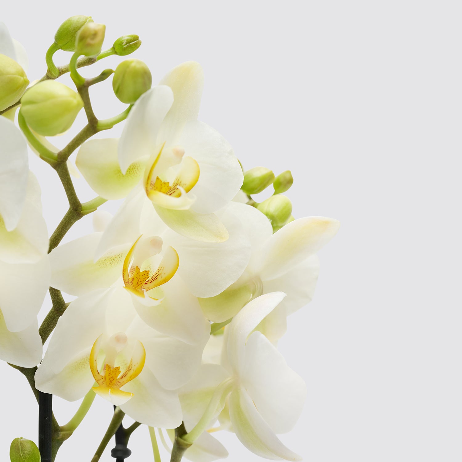 Orchid white | Patch Plants