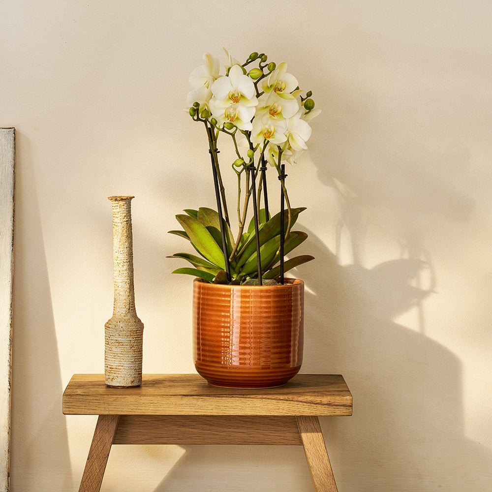 Orchid white | Patch Plants