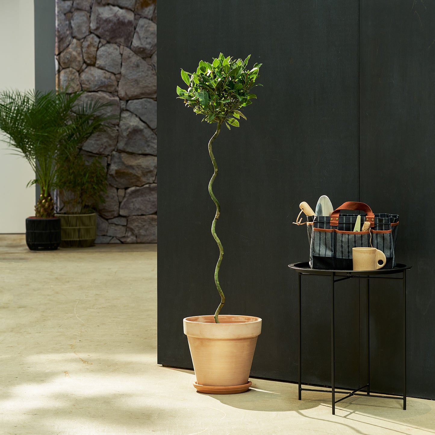Twist Stem Bay Tree