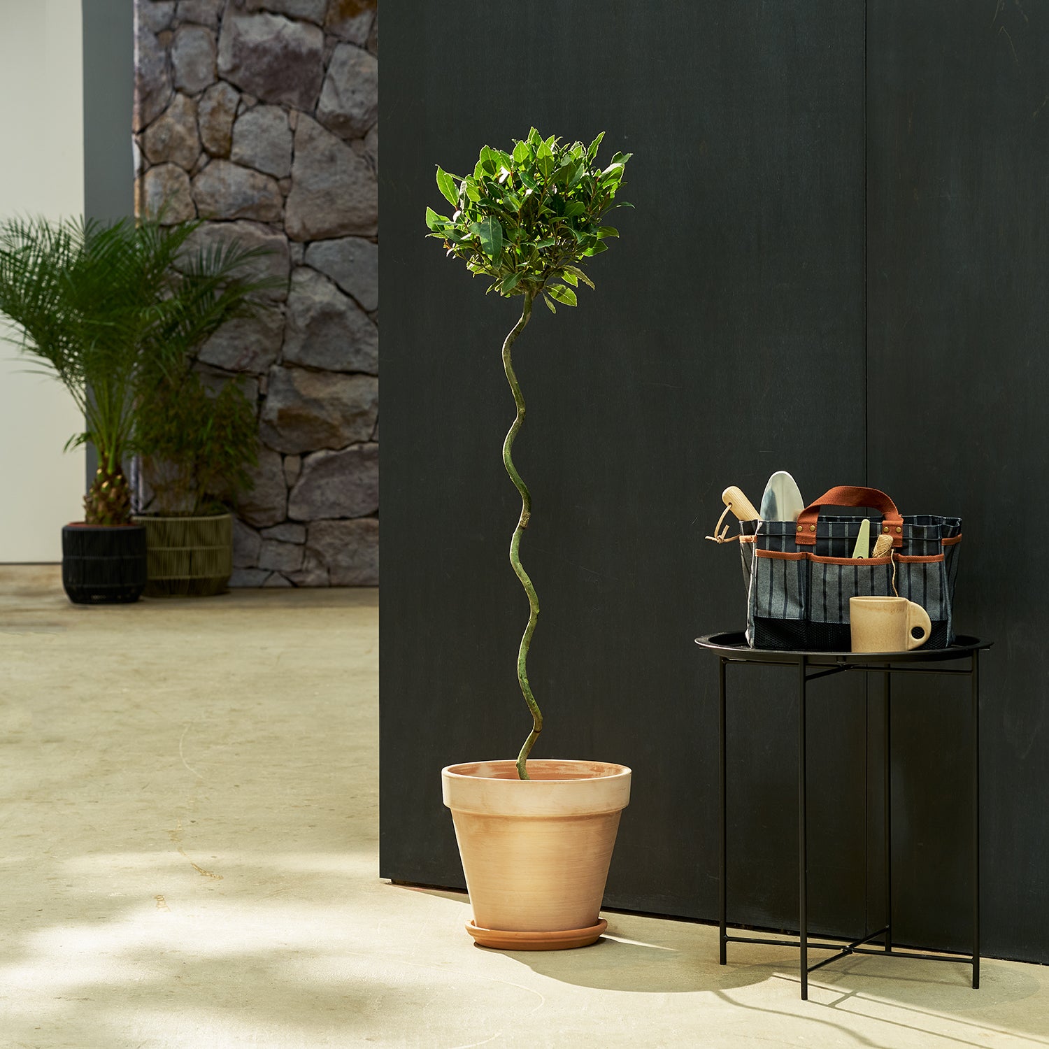 Twist Stem Bay Tree