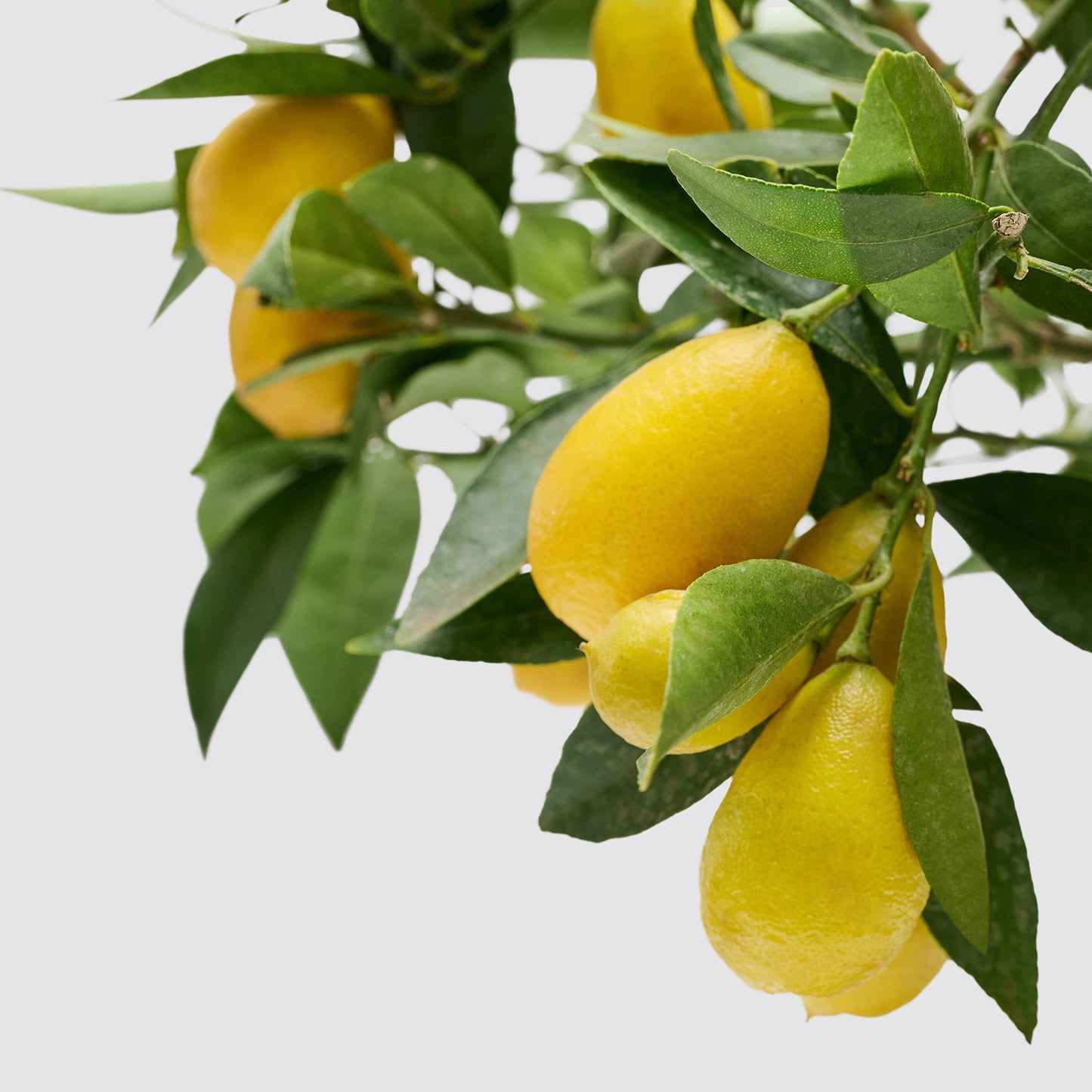 Limequat tree