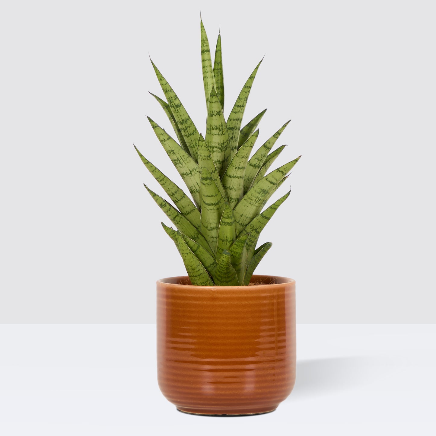 Mandy & Rust Ceramic glazed pot