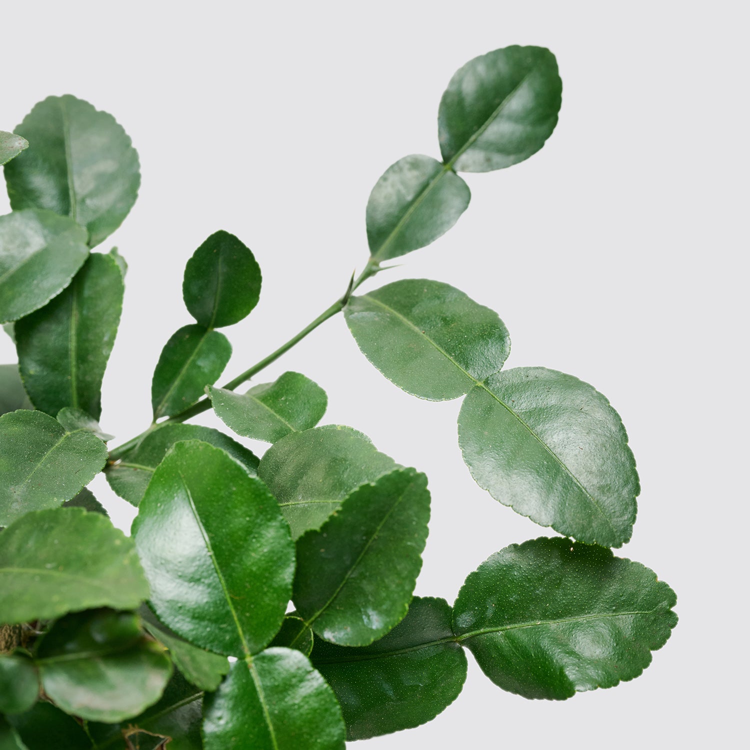 Lime tree