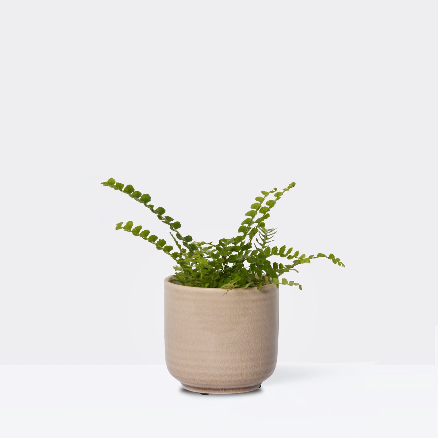 Mini Bertie & Ceramic Glazed pot