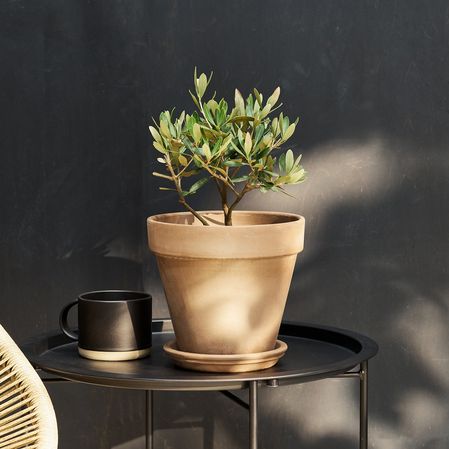 Ollie & Terracotta pot