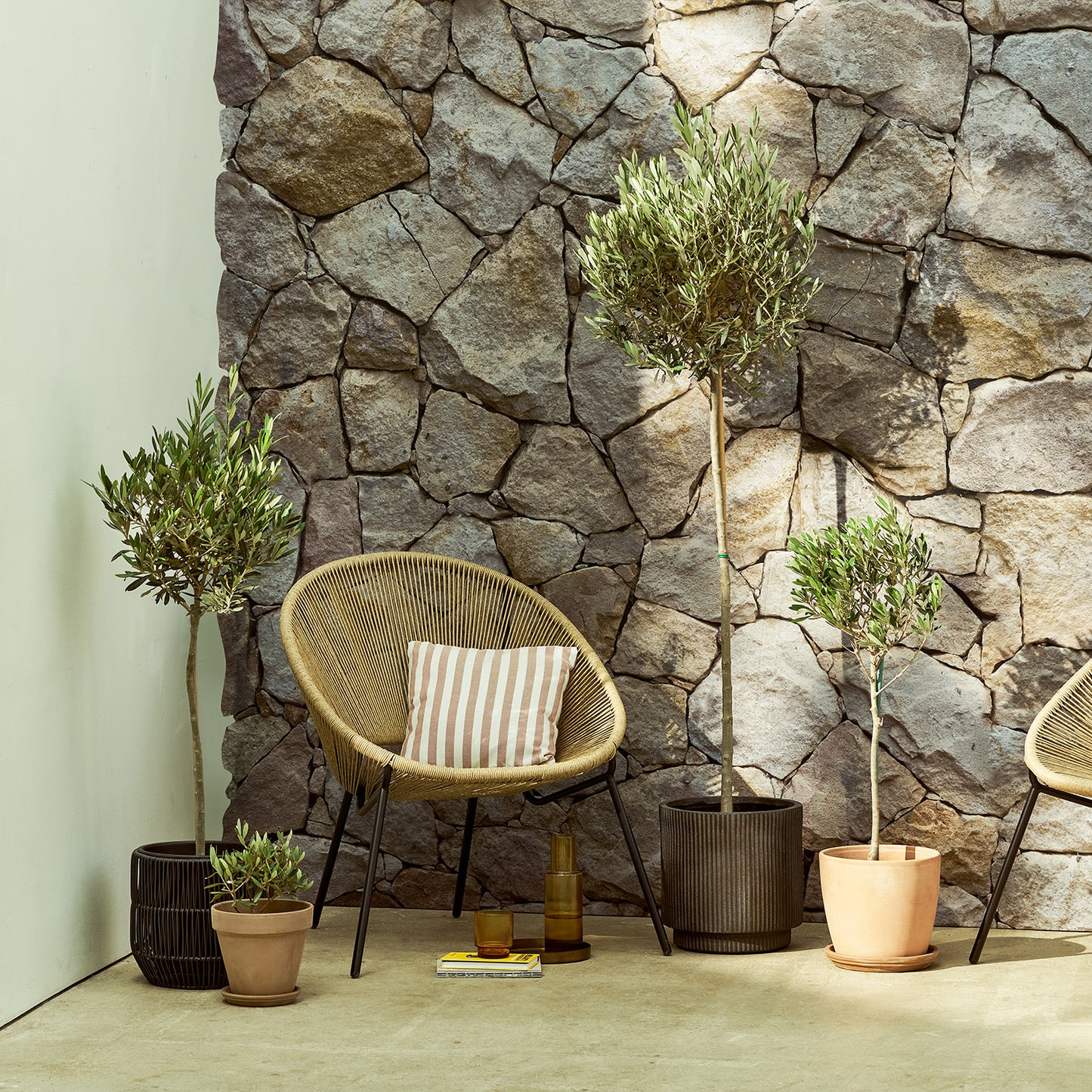 Olive tree | Patch Plants
