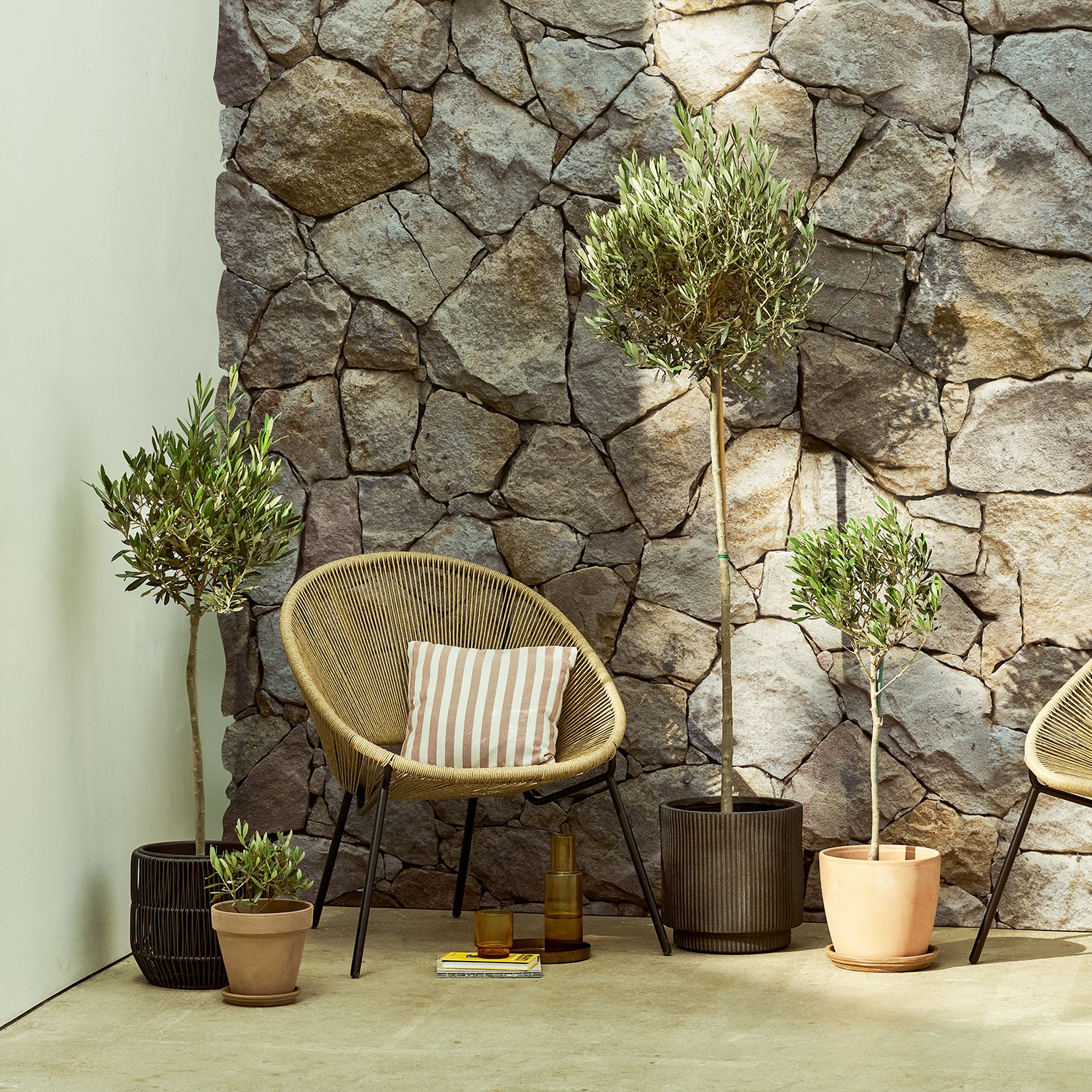 Olive tree | Patch Plants