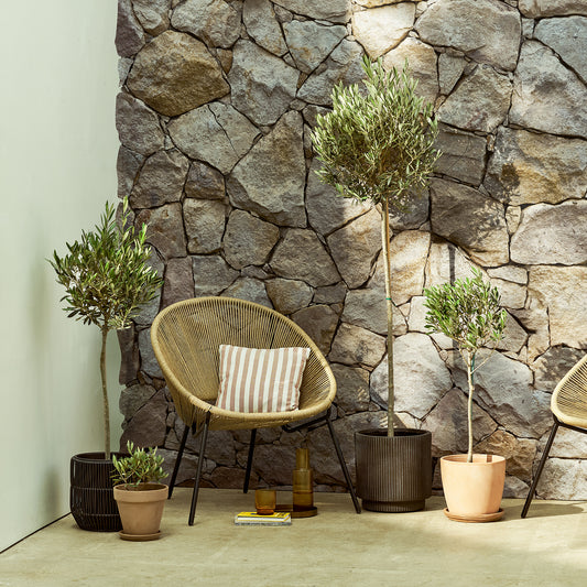Olive tree | Patch Plants