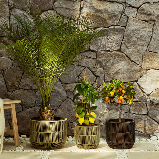 Recycled polyrattan pot | Patch Plants