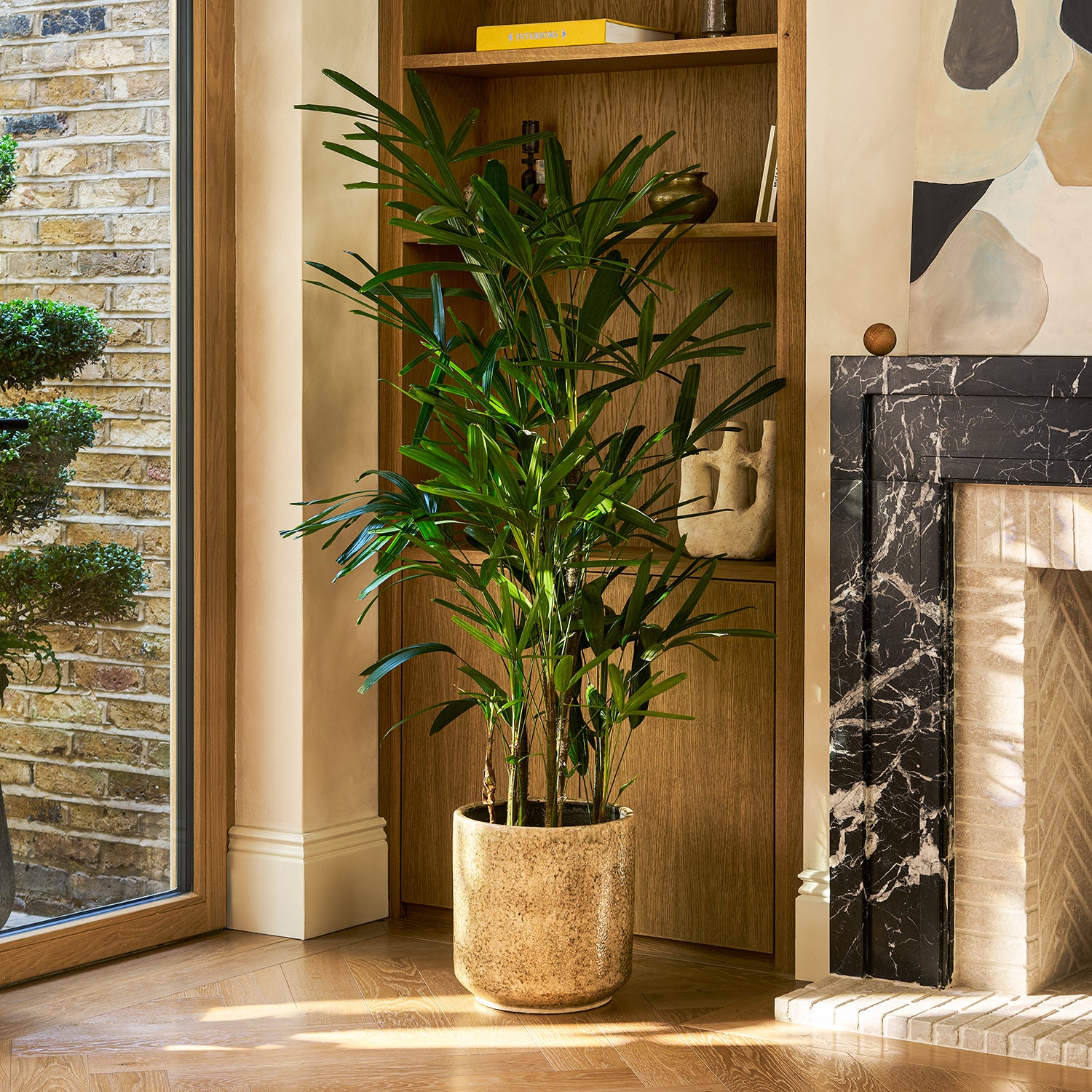 Rhapis excelsa | Patch 